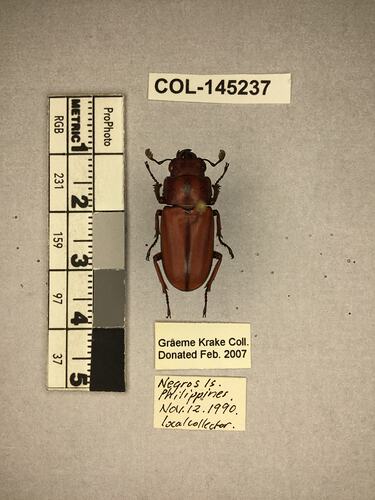 Shiny brown beetle specimen with large mandibles, pinned next to text labels.