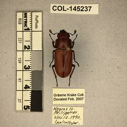 Shiny brown beetle specimen with large mandibles, pinned next to text labels.