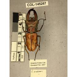Dorsal view of pinned beetle specimen with labels.