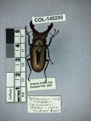 Shiny brown beetle specimen with large mandibles, pinned next to text labels.