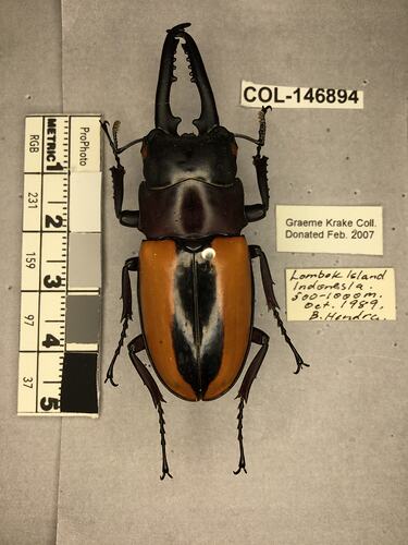 Dorsal view of pinned beetle specimen with labels.