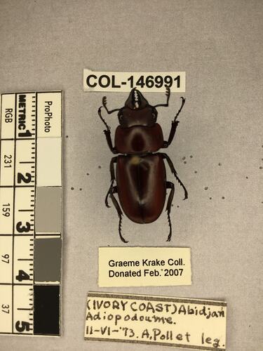 Shiny brown beetle specimen with large mandibles, pinned next to text labels.
