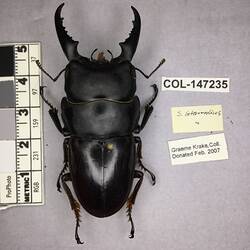 Shiny brown beetle specimen with large mandibles, pinned next to text labels.