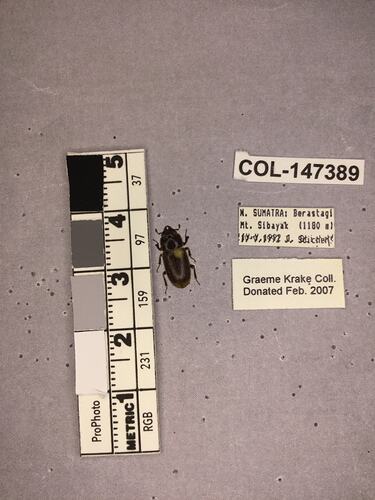 Shiny brown beetle specimen with large mandibles, pinned next to text labels.