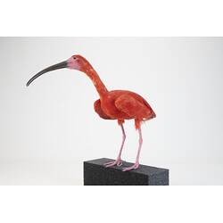 <em>Eudocimus ruber</em>, Scarlet Ibis. [B 33026]