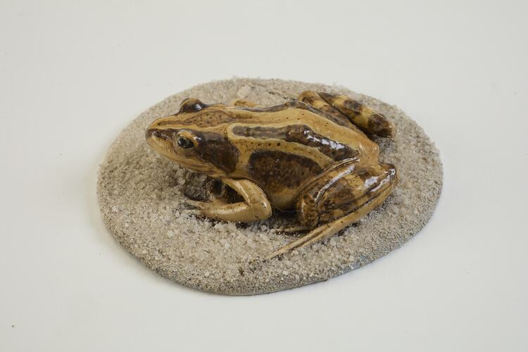 <em>Limnodynastes peronii</em>, Striped Marsh Frog, model. [D 68279-5]