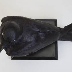 <em>Corvus coronoides coronoides</em>, Australian Raven. [B 21246]