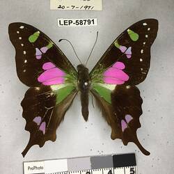 Pinned butterfly specimen beside label.