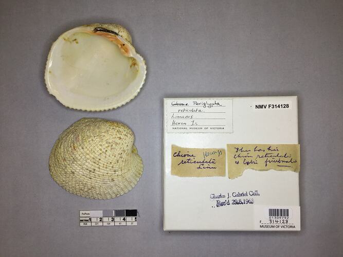 Dry Venus Clam shell beside labels.