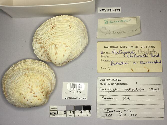 Dry Venus Clam shells beside labels.