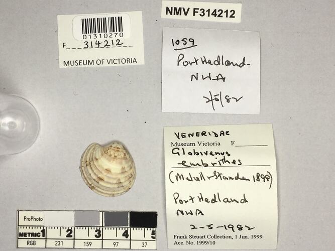 Dry Venus Clam shell beside labels.