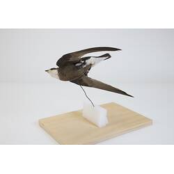 <em>Hirundapus caudacutus caudacutus</em>, White-throated Needletail. [B 32369]