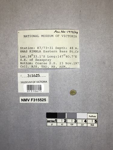 Dry stony coral specimen beside labels.