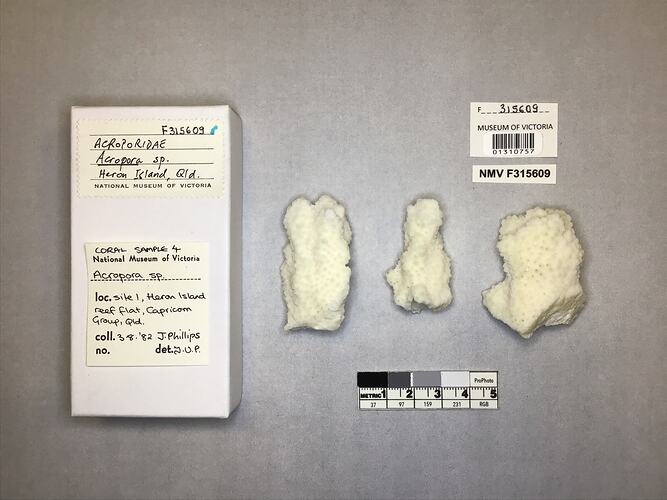 Dry stony coral specimens beside labels.