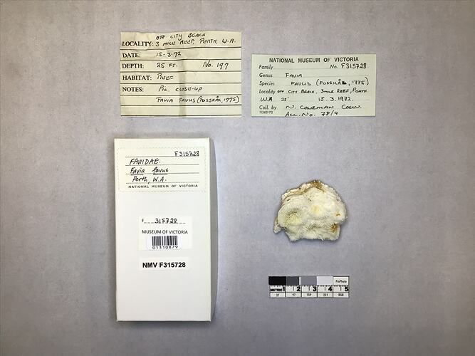 Dry stony coral specimen beside labels.