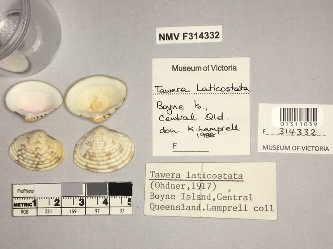 Dry Venus Clam shells beside labels.