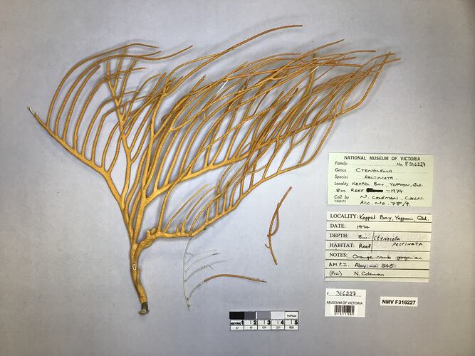 Dry soft coral specimen beside labels.