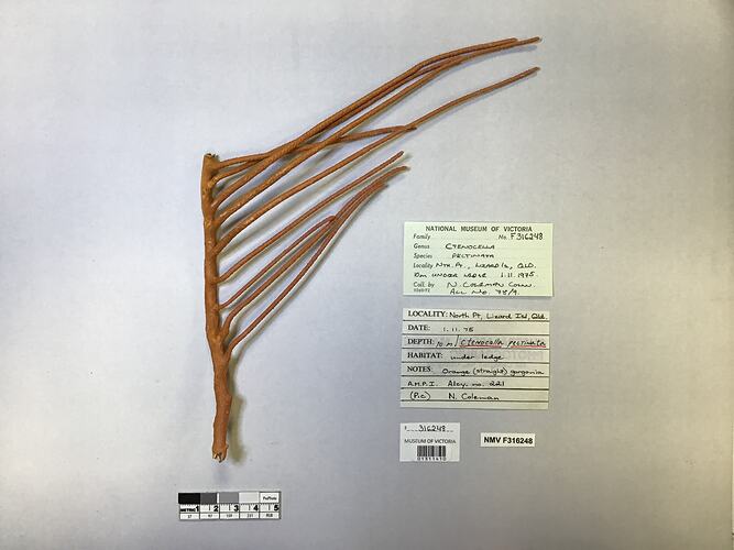 Dry soft coral specimen beside labels.