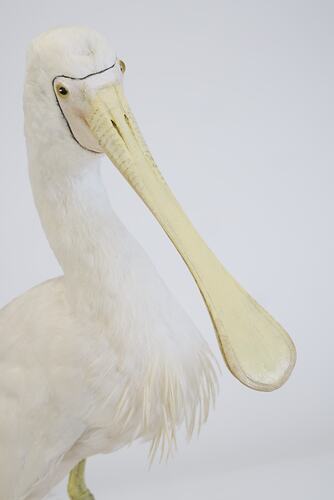 <em>Platalea flavipes</em>, Yellow-billed Spoonbill. [B 33024]