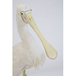 <em>Platalea flavipes</em>, Yellow-billed Spoonbill. [B 33024]