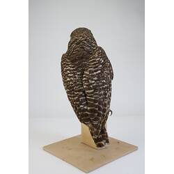 <em>Ninox strenua</em>, Powerful Owl. [B 32354]