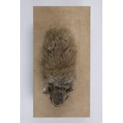 <em>Ochotona alpina</em>, Alpine Pika. [C 30033]