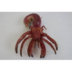 <em>Strigopagurus strigimanus</em>, Stridulating Hermit Crab. [J 73847]