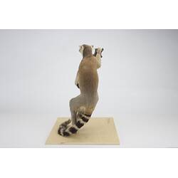 <em>Lemur catta</em>, Ring-tailed Lemur. [C 30344]