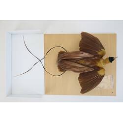 <em>Paradisaea rubra</em>, Red Bird-of-Paradise. [18860]