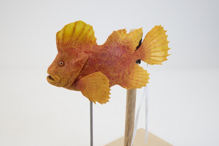 <em>Gnathanacanthus goetzeei</em>, Red Velvetfish, model. [A 31545-001]