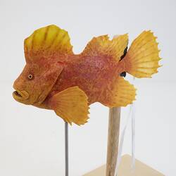 <em>Gnathanacanthus goetzeei</em>, Red Velvetfish, model. [A 31545-001]