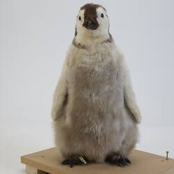 <em>Aptenodytes forsteri</em>, Emperor Penguin. [B 22524]