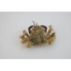 <em>Notomithrax ursus</em>, Bear Seaweed Crab. [J 23182]
