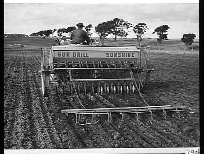 12 DISC `SUNDRILL', 500 SERIES, DRAWN BY SUNSHINE MASSEY HARRIS TRACTOR AND WITH `SUNTOW' STUMP JUMP HARROWS BEHIND, SOWING BARLEY AT COIMADAI, VIC. ON THE FARM OF MR. T. SWAN: AUGUST 1951