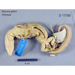 Ventral view of monitor lizard with specimen labels.