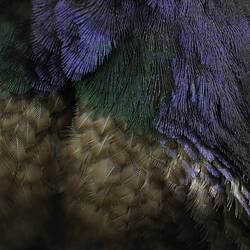 Detail of green and blue bird feathers.