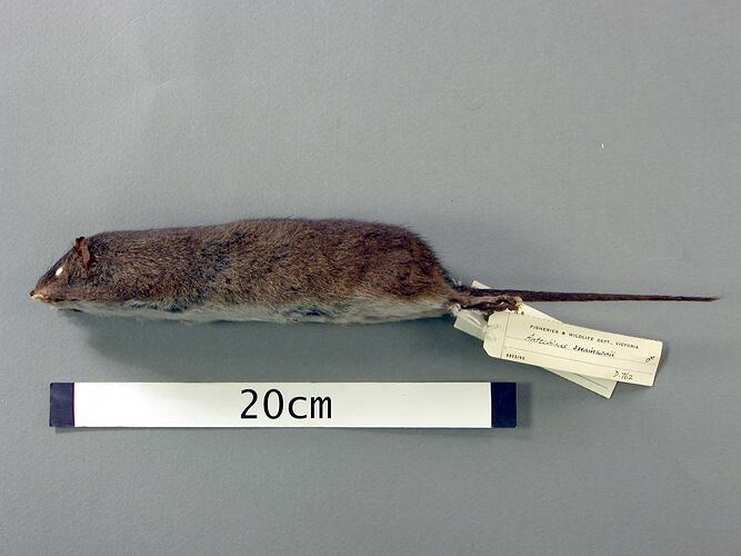 Lateral view of antechinus study skin with specimen labels.