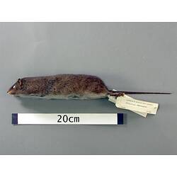 Lateral view of antechinus study skin with specimen labels.