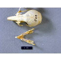 Mouse skull and lower jaw, dorsal views.