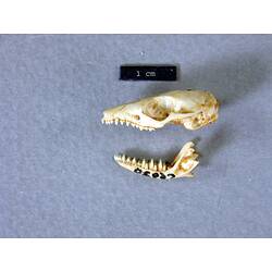 Lateral view of disarticulated dunnart skull and jaw.