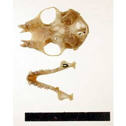 Bat lower jaw beside skull, oriented with teeth visible.