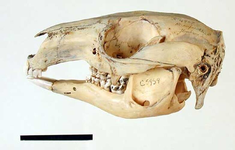 Lateral view of wallaby skull.