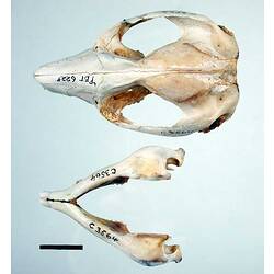 Possum lower jaw beside skull, external surfaces visible.