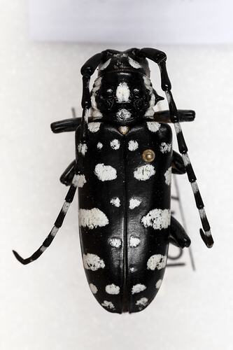 <em>Threnetica lacrymans</em>, longhorn beetle. [COL 143756]