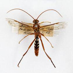 Our Wondrous Planet, Our Wild Family: Dry Specimen - Orchid Dupe Wasp, <em>Lissopimpla excelsa</em> (Costa, 1864)