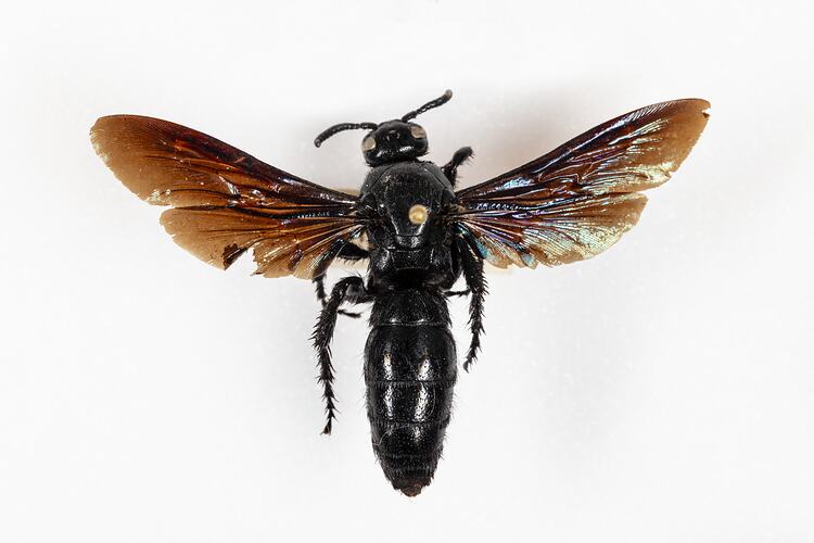 <em>Austroscolia soror</em>, Hairy Flower Wasp. [HYM 99092]