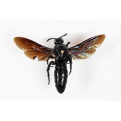 Our Wondrous Planet, Our Wild Family: Dry Specimen - Hairy Flower Wasp, <em>Austroscolia soror</em> (Smith, 1855)