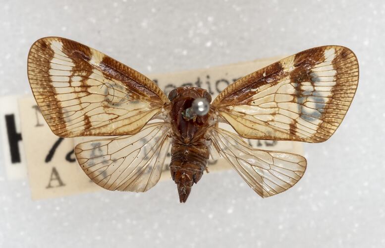 <em>Scolypopa australis</em>, Passionvine Hopper. [HEM 5756]