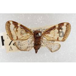Our Wondrous Planet, Our Wild Family: Dry Specimen - Passionvine Hopper, <em>Scolypopa australis</em> (Walker, 1851)