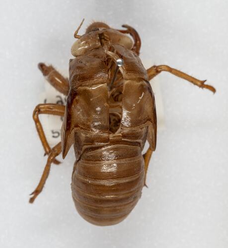 <em>Cyclochila australasiae</em>, Greengrocer. [HEM 9295]